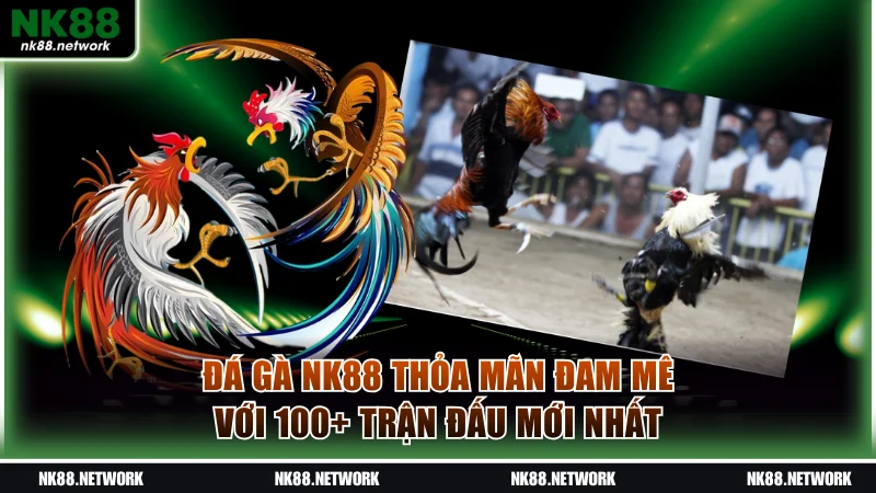 Đá Gà NK88 Thỏa Mãn Đam Mê Với 100+ Trận Đấu Mới Nhất